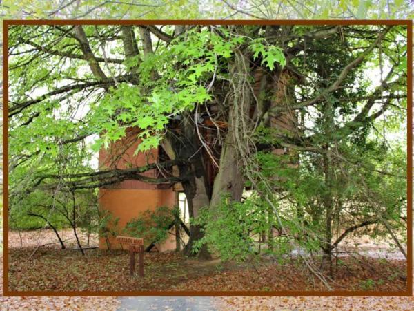 Sycamore Avenue Treehouses & Cottages Accommodation Windy Chambre photo