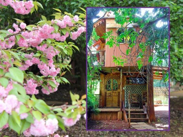 Sycamore Avenue Treehouses & Cottages Accommodation Windy Chambre photo